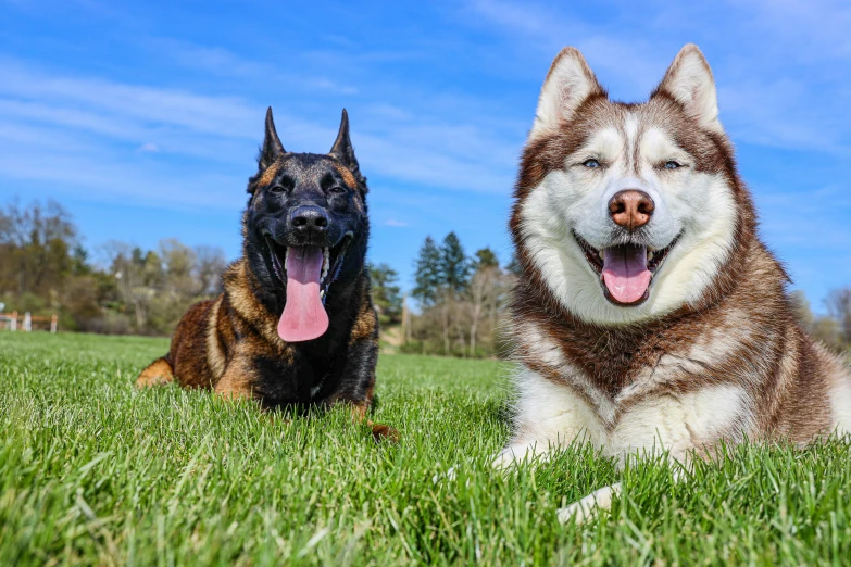 two dogs laying in the grass together on a sunny day