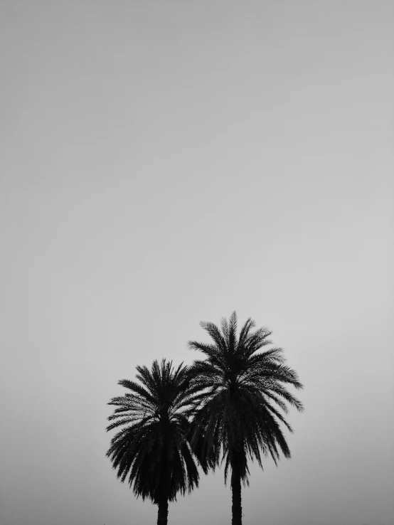 two palm trees that are next to each other