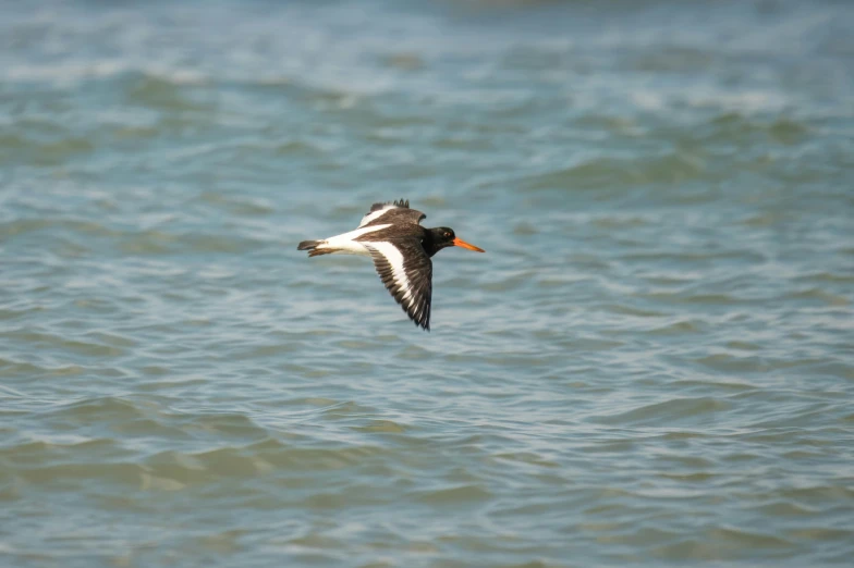 a bird flying over the ocean and water