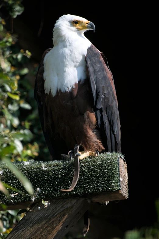 a bald eagle sitting on a piece of a tree nch