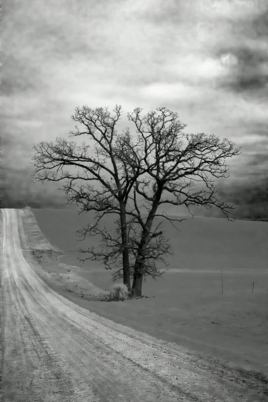 a single tree stands on the edge of an empty road
