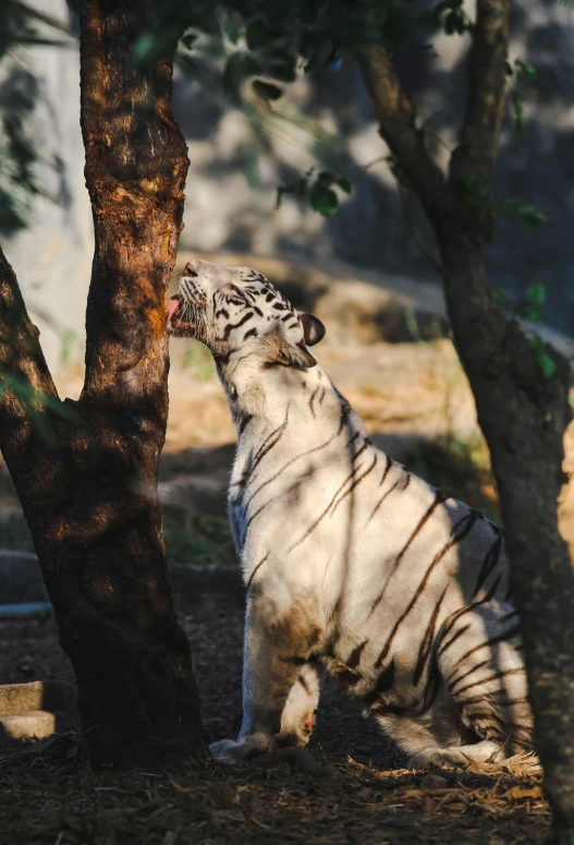 a white tiger with its head up near trees