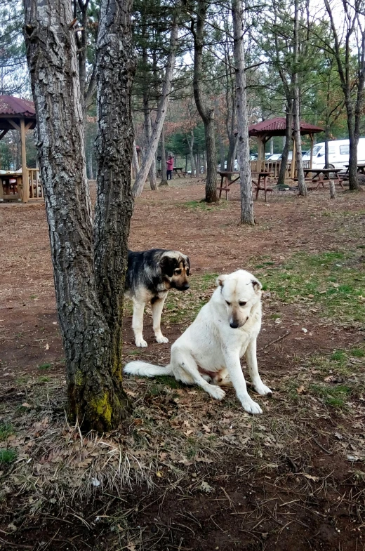 a large brown dog on top of a white dog standing up