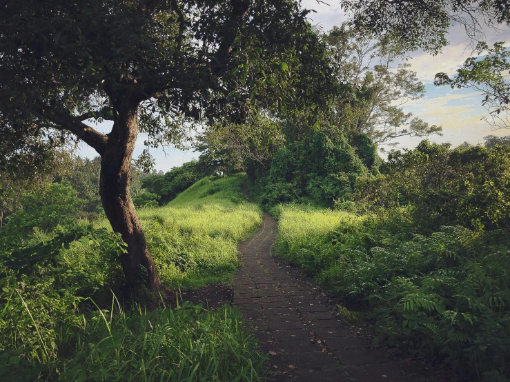 the view of a narrow, dirt road near the trees