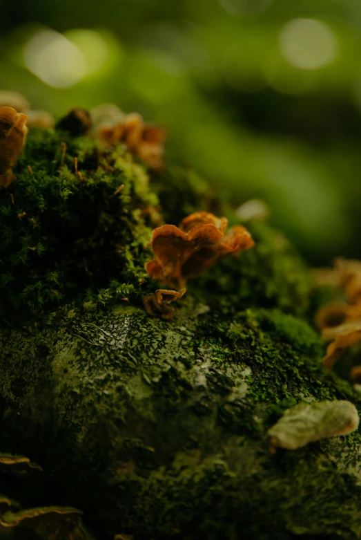 closeup of green moss with mushrooms on it