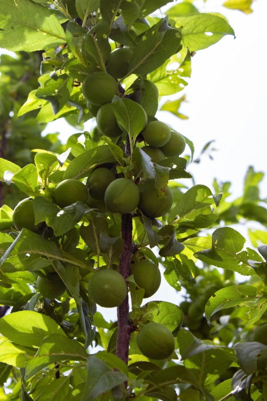 fruits hanging on the nch of a fruit tree