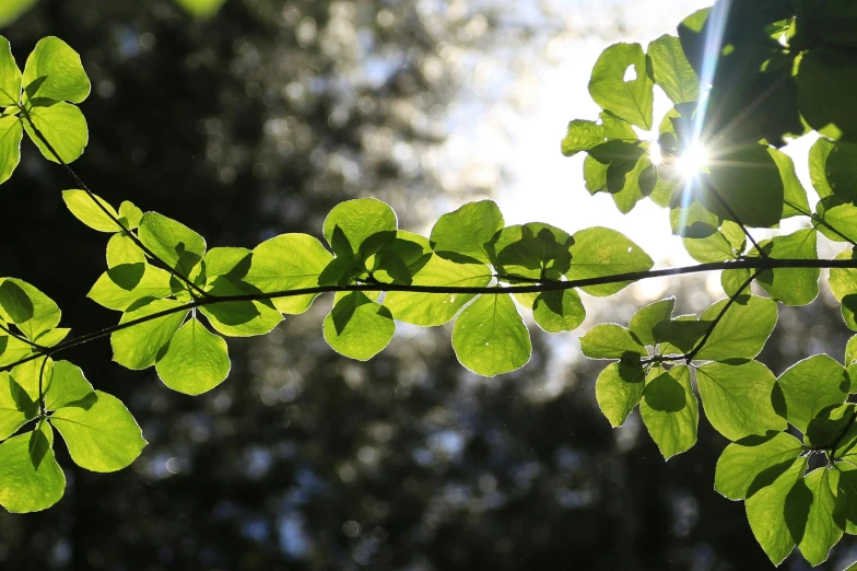 the sun shines through the green leaves of a tree