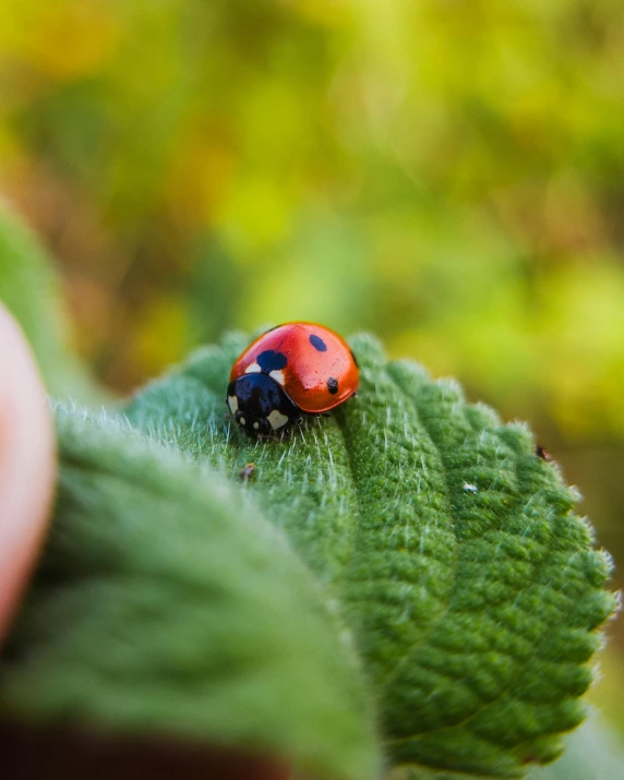 a ladybug sitting on the leaf in the park