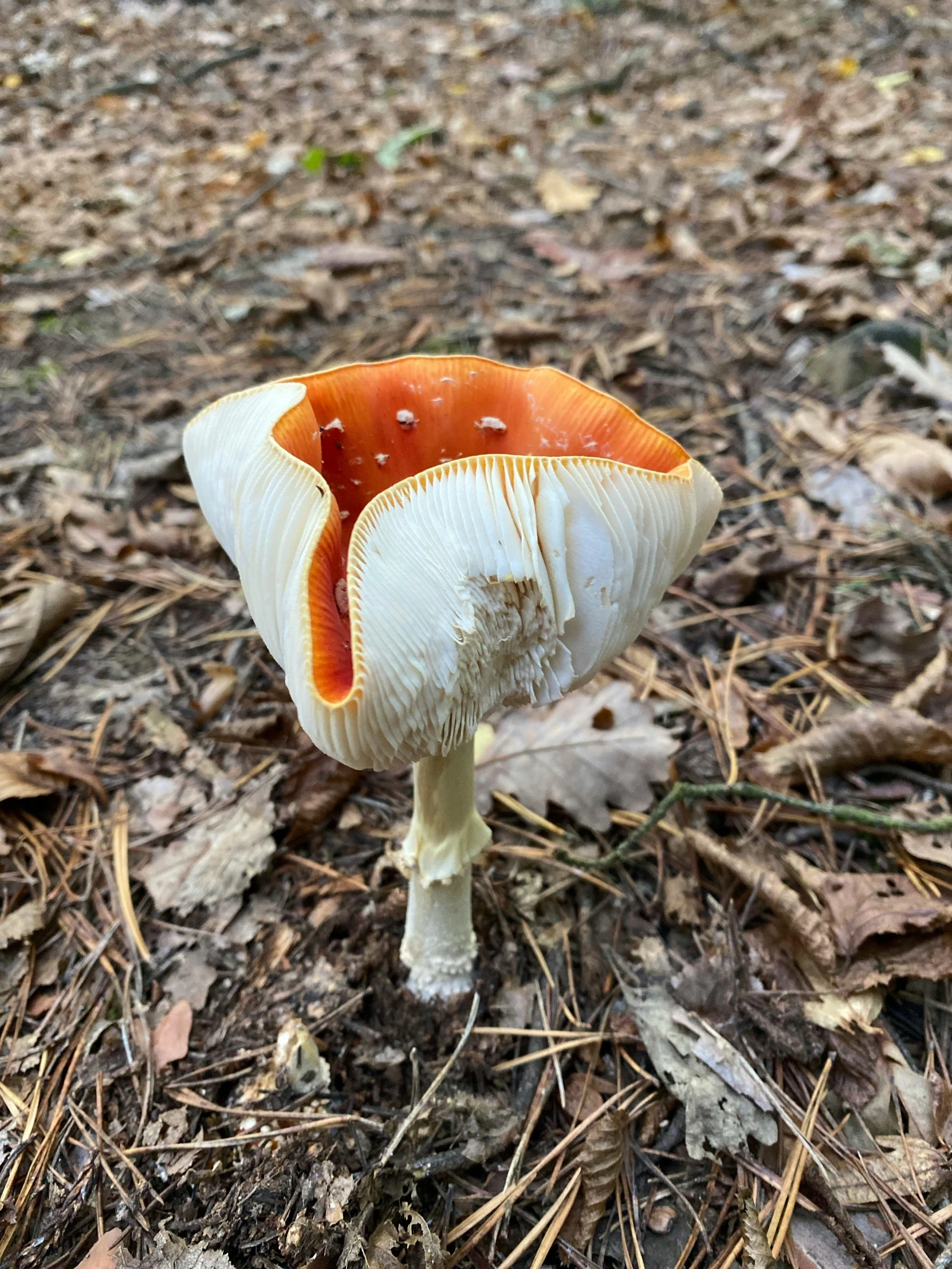 a mushroom grows out of the woods in the forest