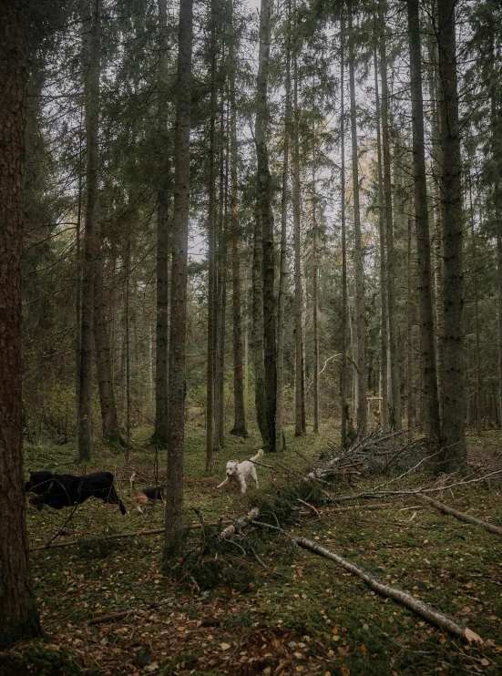 a horse and cows in a wooded area