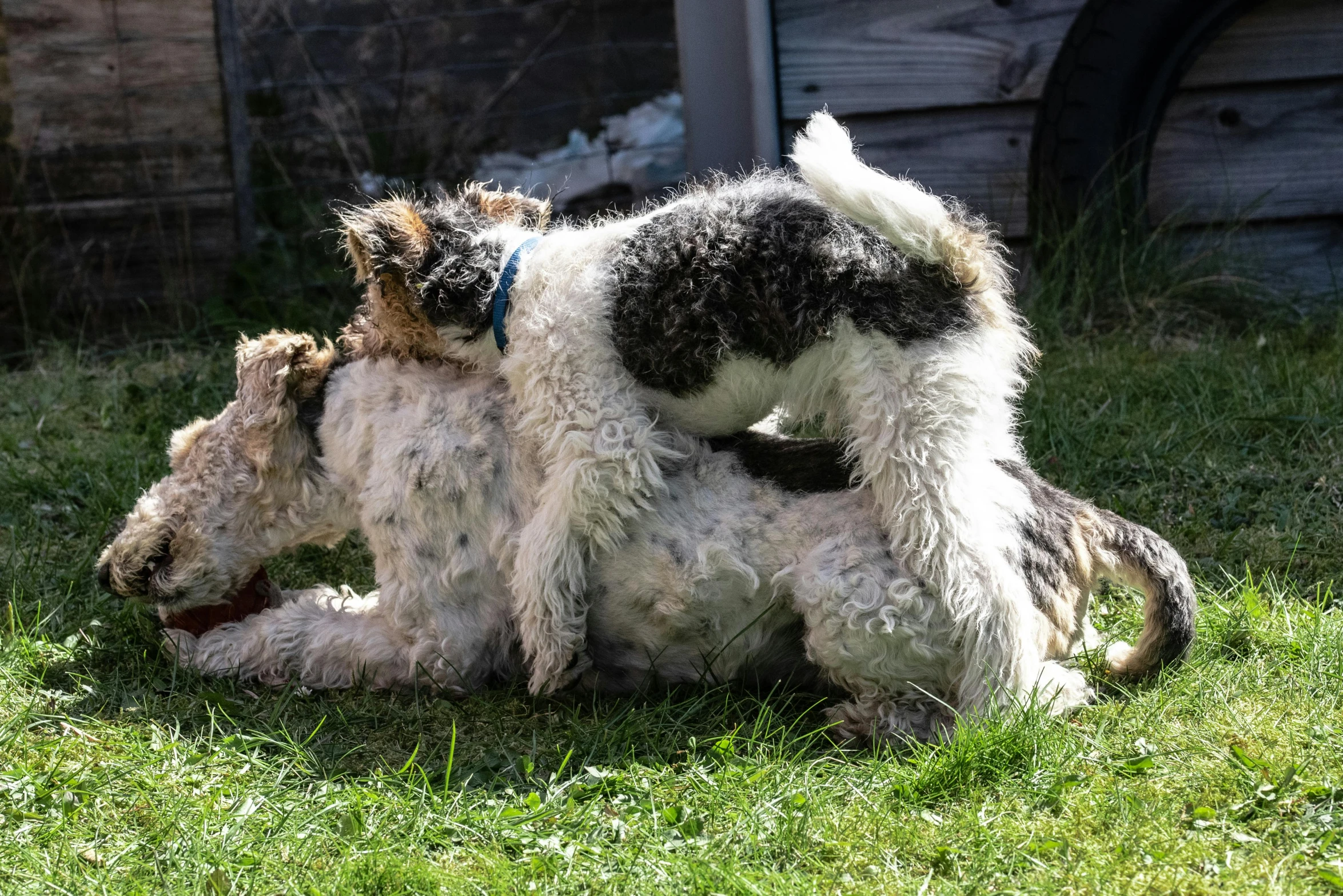 the two dogs are playing on the lawn