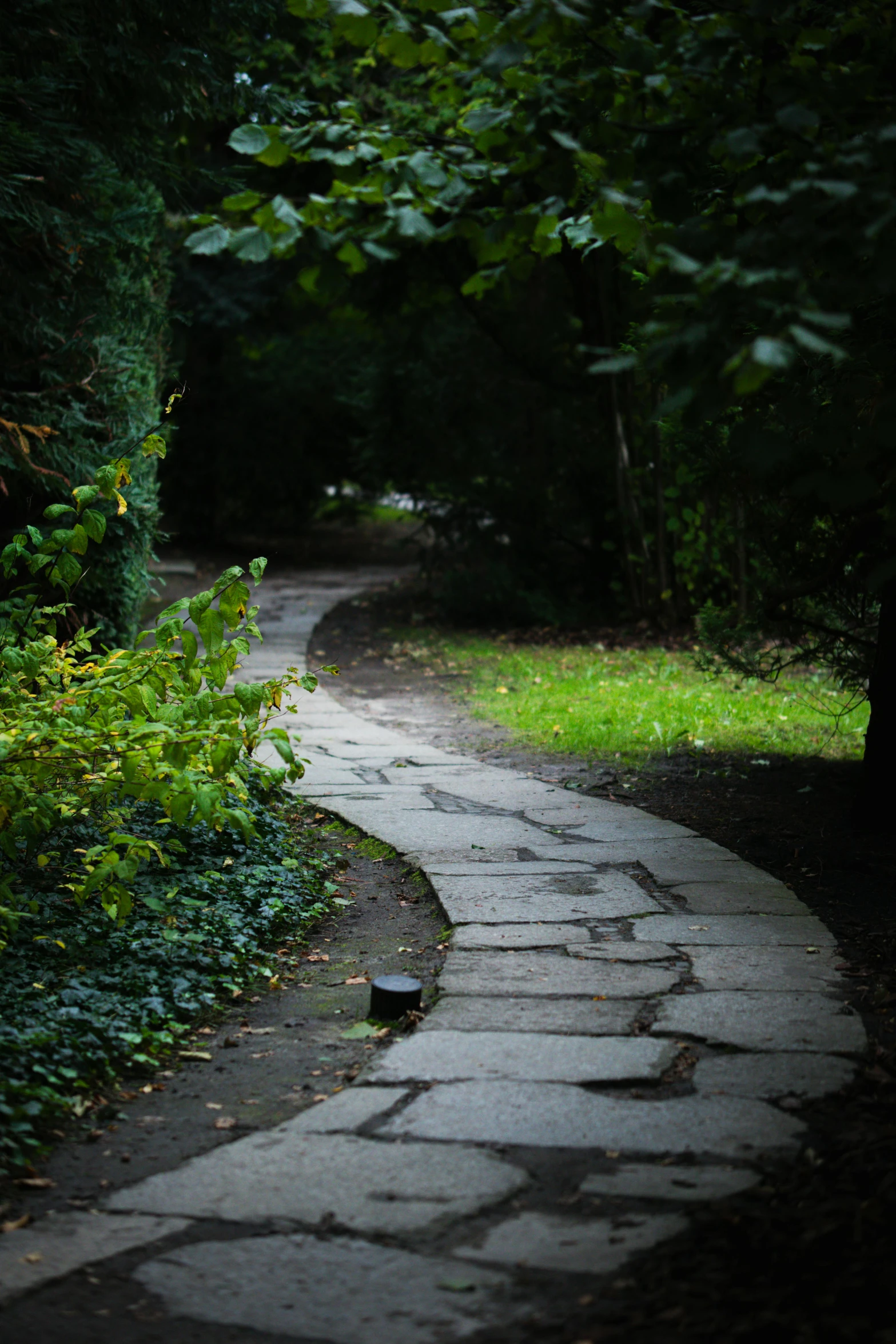 an image of a path that is in the forest