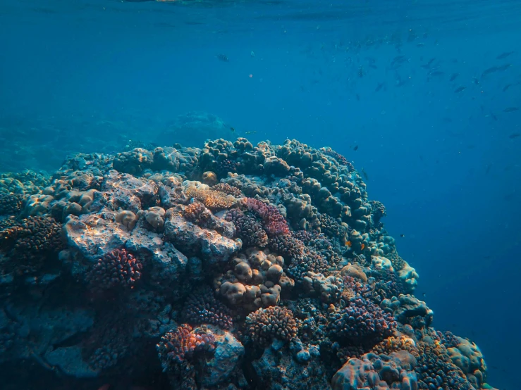 an underwater s of many corals and seaweed