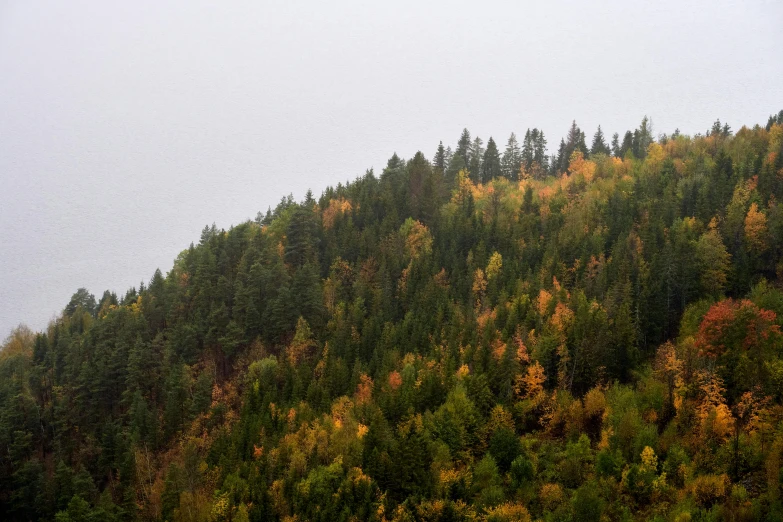 a hill has trees and a few orange and yellow leaves