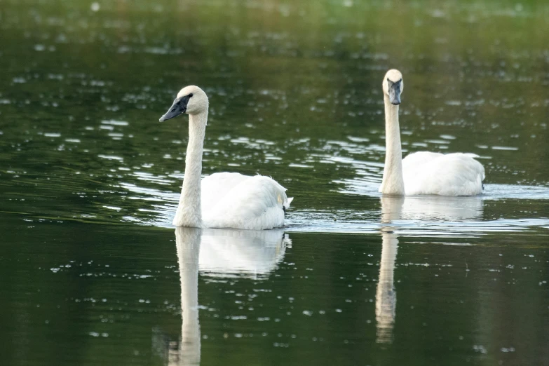 two swans are in the water near each other