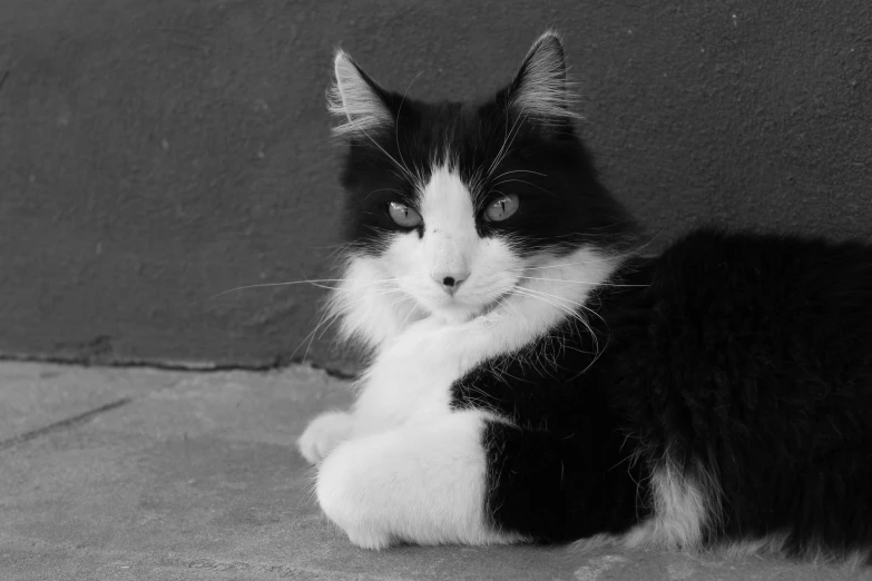 a cat is laying down in black and white