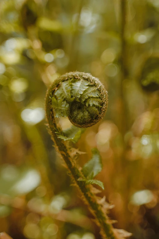 a plant that is in the middle of grass