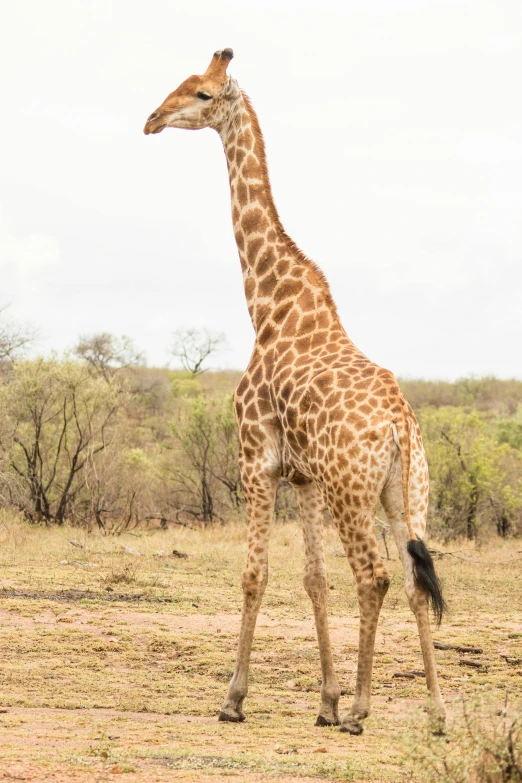 a giraffe standing in the grass alone