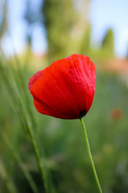 red flower with a green stem stands in the sunlight