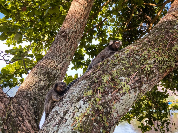 two cats are sitting in the nches of a tree