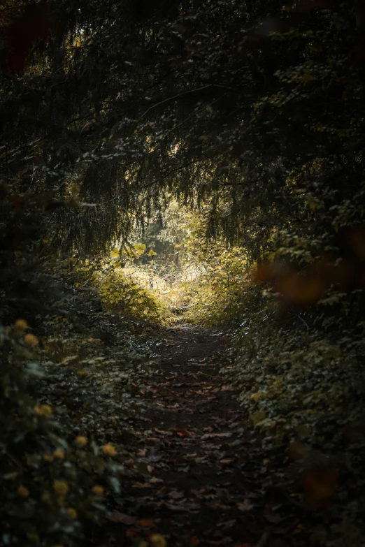 sunlight shines through trees in the background while a trail passes by