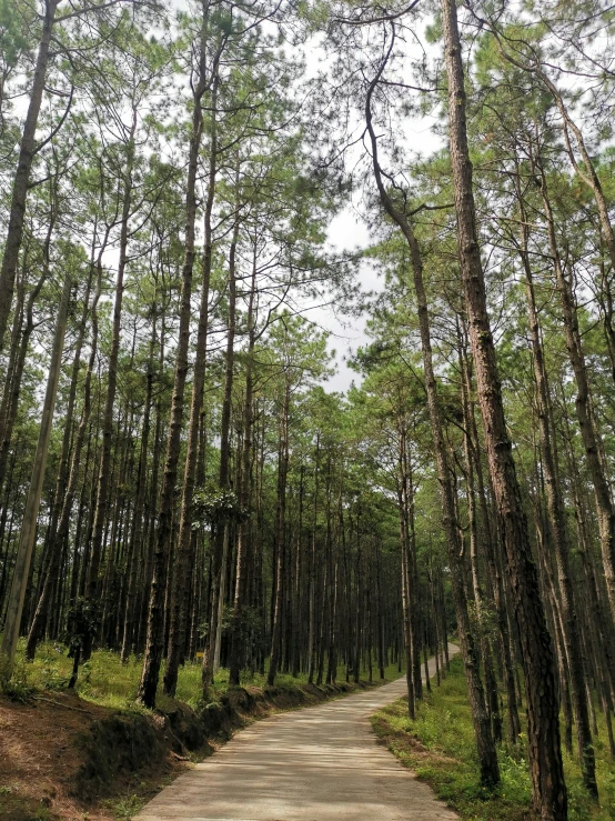 dirt road surrounded by trees with no traffic on one side