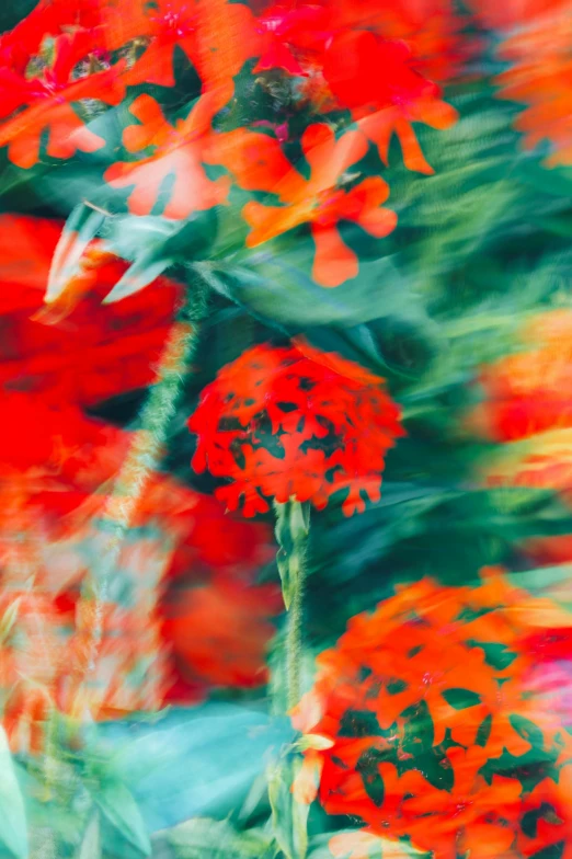 orange, red and green flowers in motion blurry po