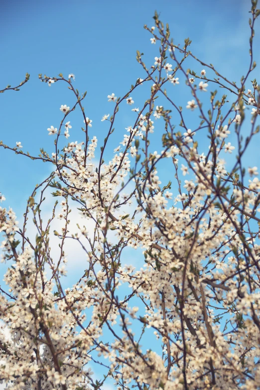 this is a blossoming tree with white blossoms against the blue sky