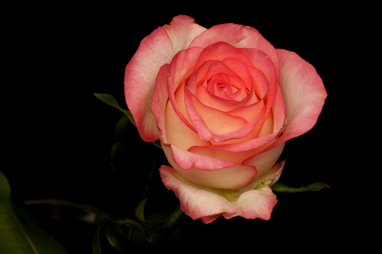 the pink rose is blooming at night time