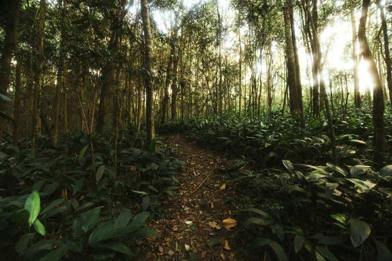 an open area with many trees and leaves