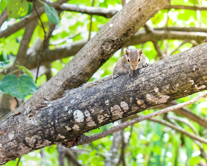 small gray squirrel sitting on tree nch in tree