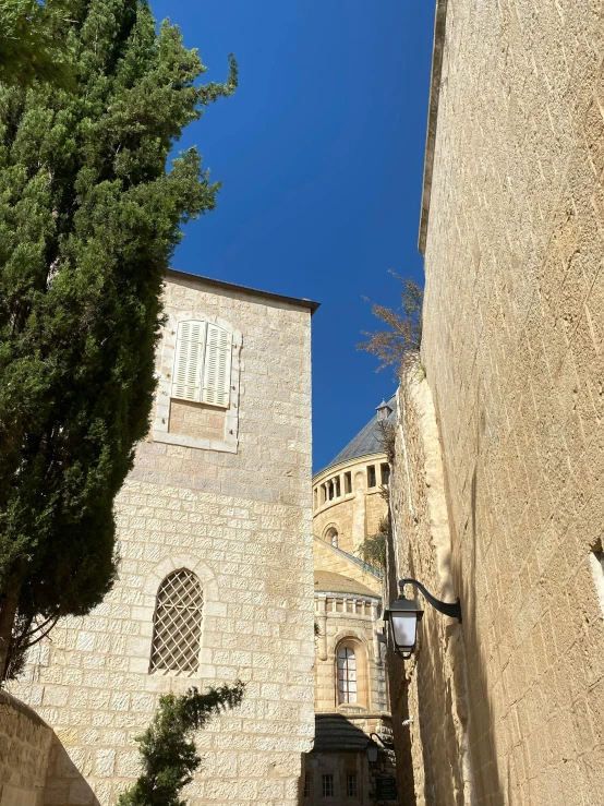 looking up at the clock tower and tree on a city street