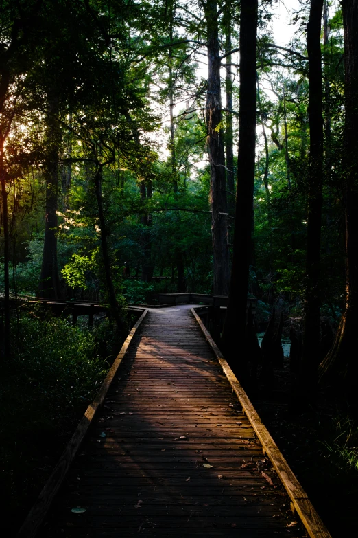 a walkway through a lush green forest with the sun shining through trees