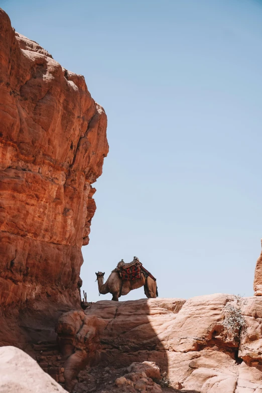 a donkey with a saddle standing on top of a rocky hillside