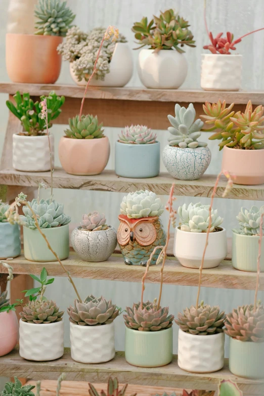 several potted plants sit on shelves in a room