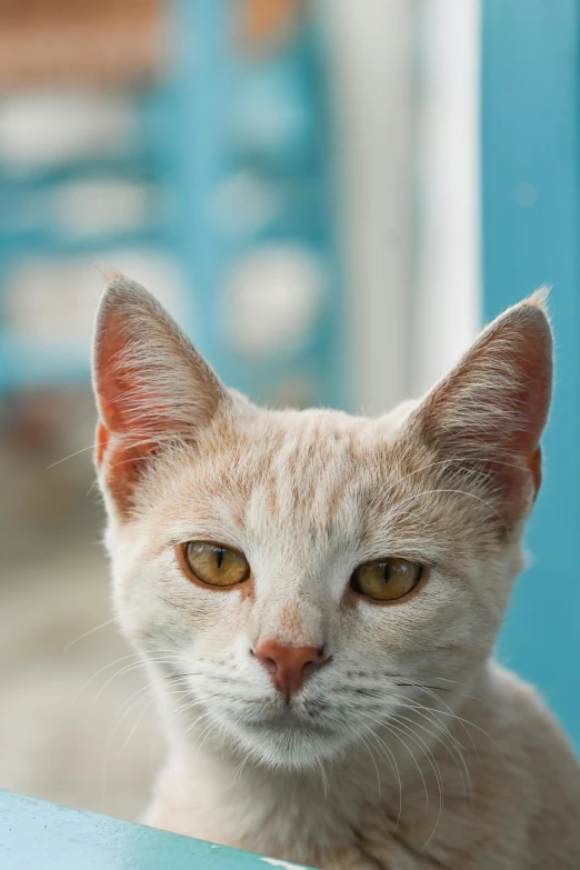 a white cat sitting on a table looking over the wall