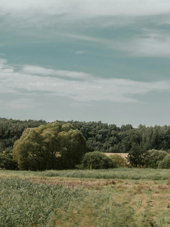 a field with some trees and bushes near a grassy field