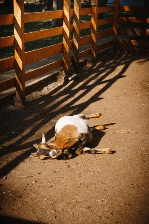 a cat that is laying down in the dirt