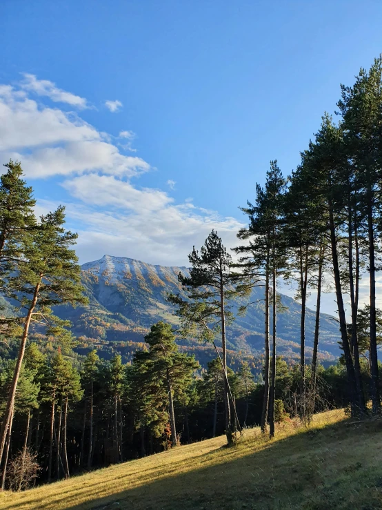 a grassy field and pine trees in the mountains