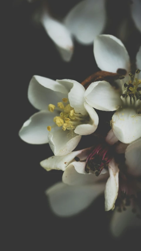 the white flower is blooming in the dark