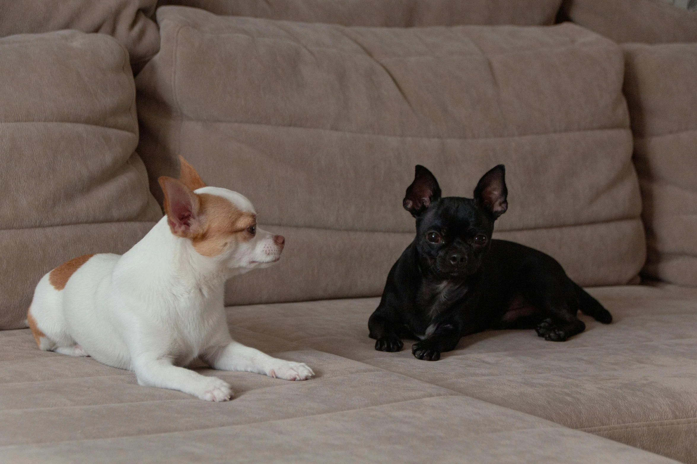 two dogs sitting on a couch next to each other