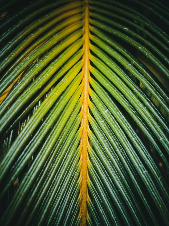 the top half of a palm tree leaf