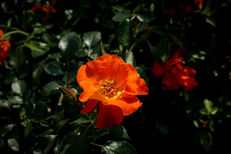 an orange flower is blooming in the dark