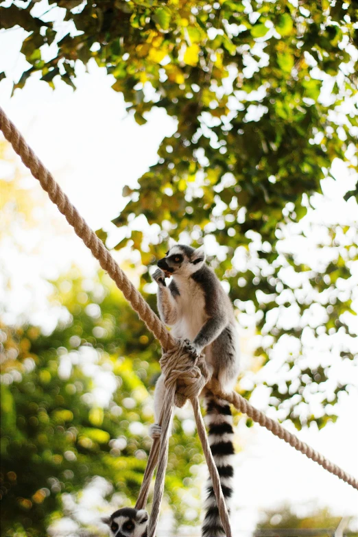 a close - up of a ring tailed lemurt on a rope, under a tree