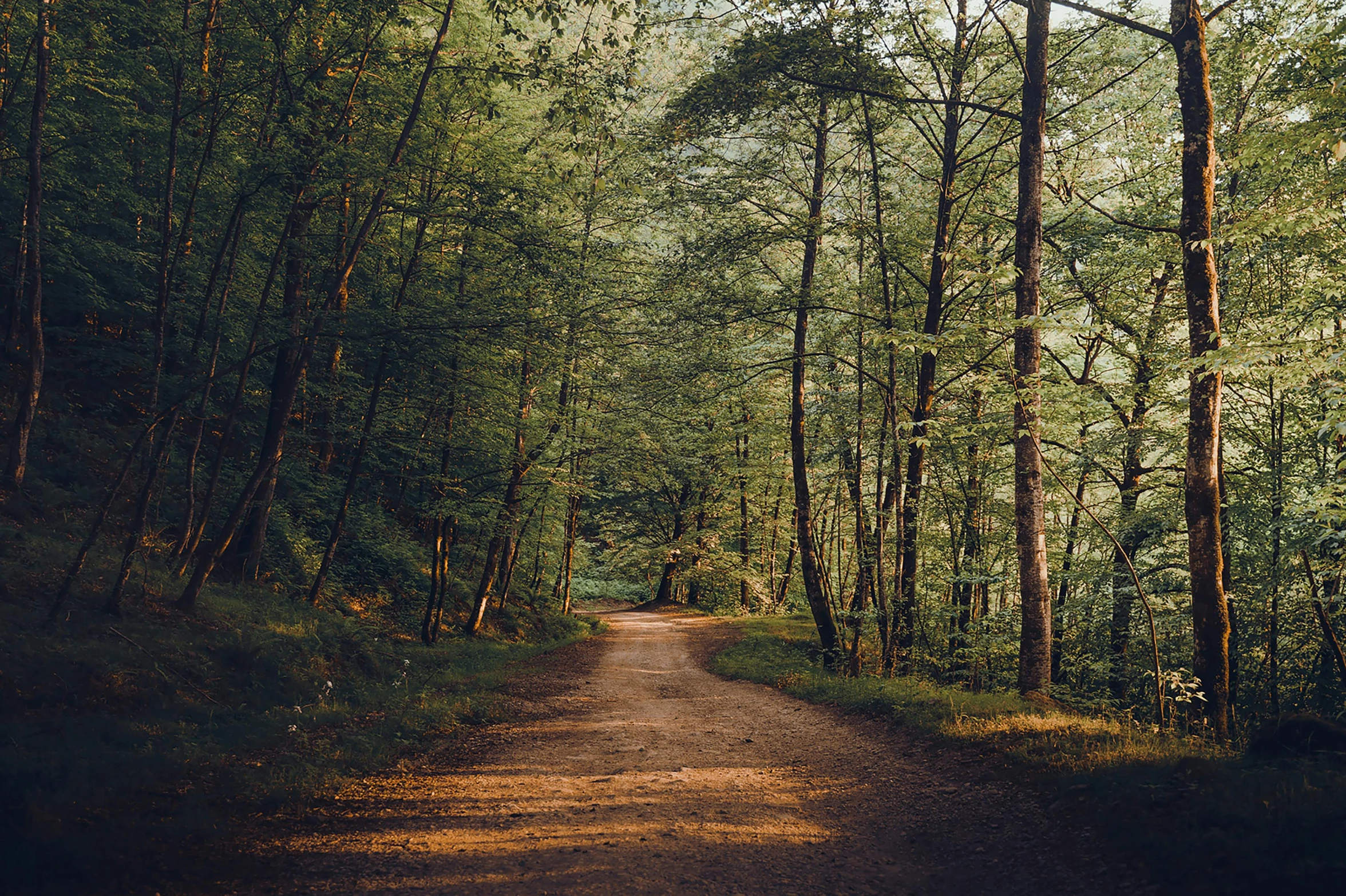 a dirt road with trees on both sides