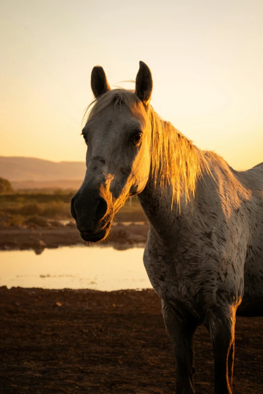 a horse in the foreground, with a mountain range in the background