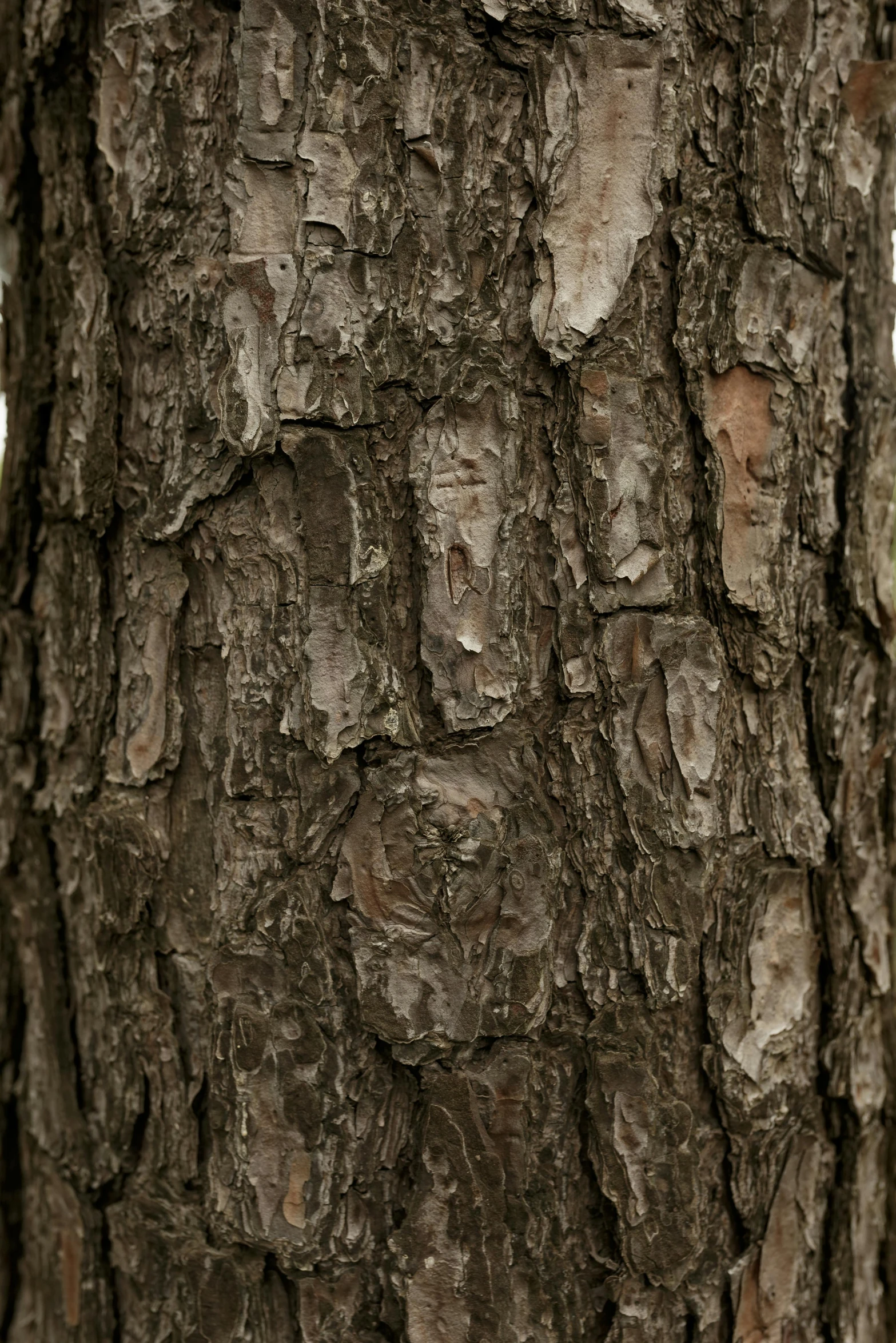 the bark on a tree is peeling and chipping