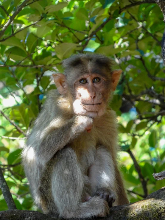 a small monkey is sitting on a tree