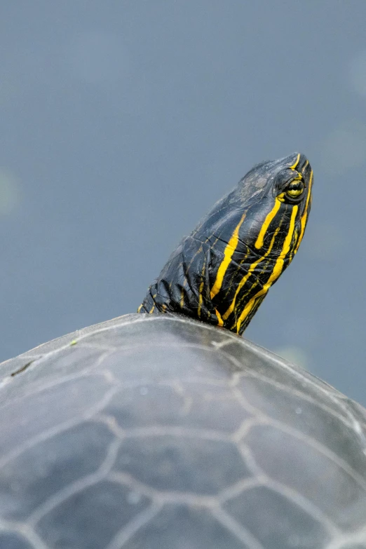 a yellow and black striped turtle on top of a stone