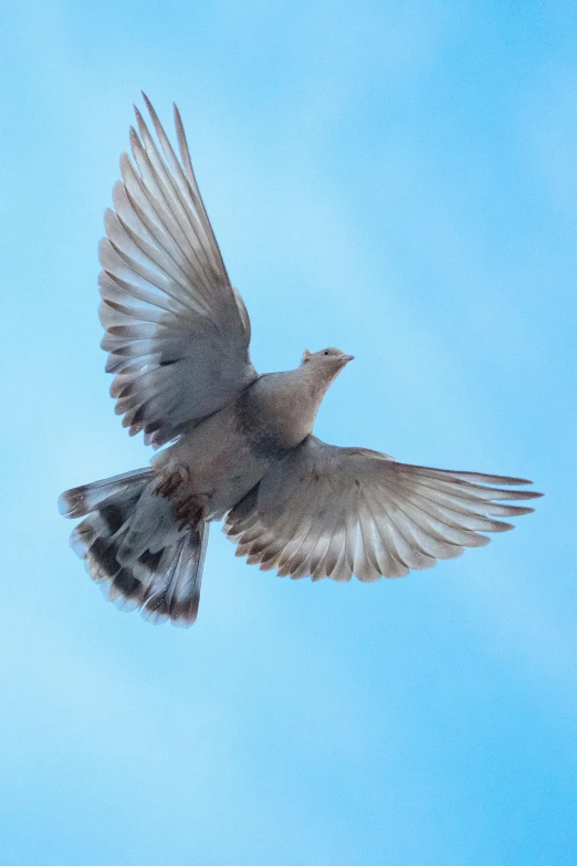 bird flying in the air on a cloudy day